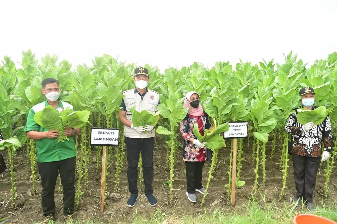 Petani Tembakau Lamongan Tetap Produktif Meski Ditengah Pandemi Covid-19