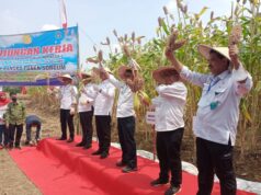 Kunjungan Mentan RI di Panen Raya Sorgum, Dukung Lamongan Sebagai Kawasan Pengembangan Sorgum