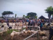 Pasar Hewan di Tikung Lamongan di Buka Kembali