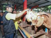 Plosowahyu Farm, Wisata Edukasi Peternakan Kambing Perah
