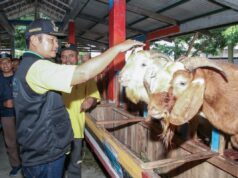 Plosowahyu Farm, Wisata Edukasi Peternakan Kambing Perah