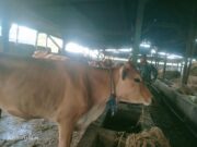 Babinsa Jajaran Kodim 0812/Lamongan Lakukan Himbauan dan Edukasi Kepada Masyarakat Tentang Virus PMK