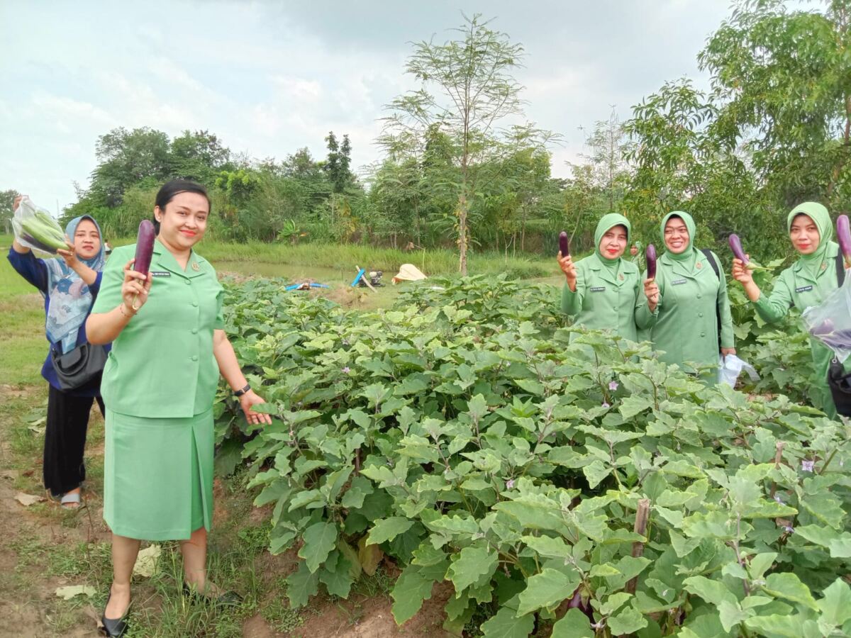 Persit KCK Cab XXVII Kodim 0812/Lamongan Sukses Panen Terong di Kampung Pandu.