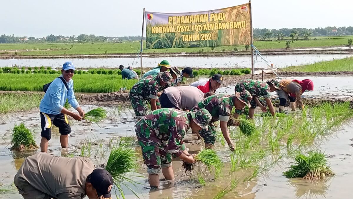 Dukung Ketahanan Pangan Nasional, Jajaran Kodim 0812/Lamongan Laksanakan Penanaman Padi Bersama.