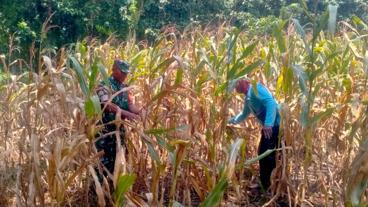Babinsa Kodim 0812/06 Ngimbang Perkuat Ketahanan Pangan Lewat Pendampingan Petani