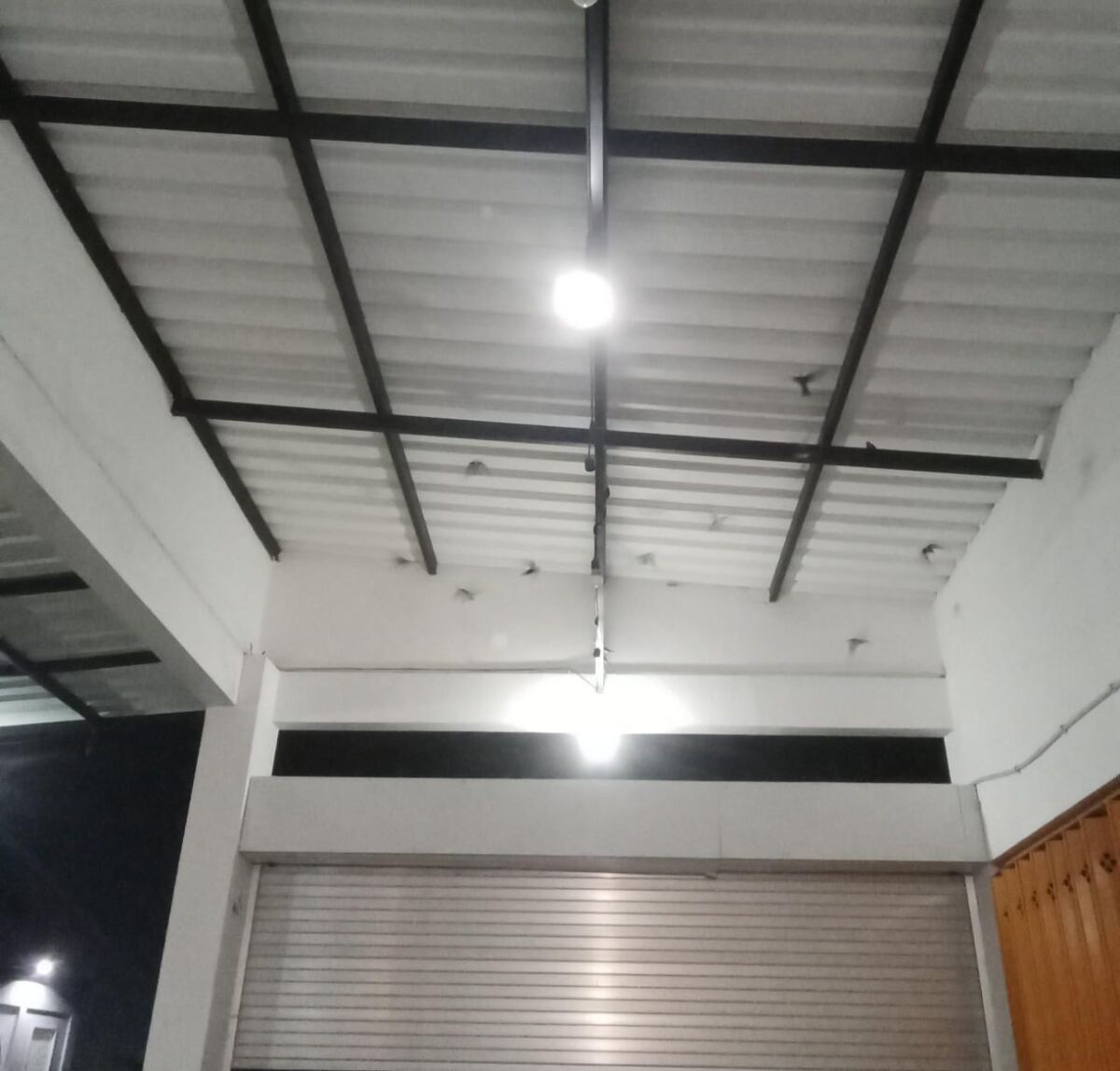 Segerombolan Seriti Muncul di Malam Hari, Pertanda Apakah Ini?