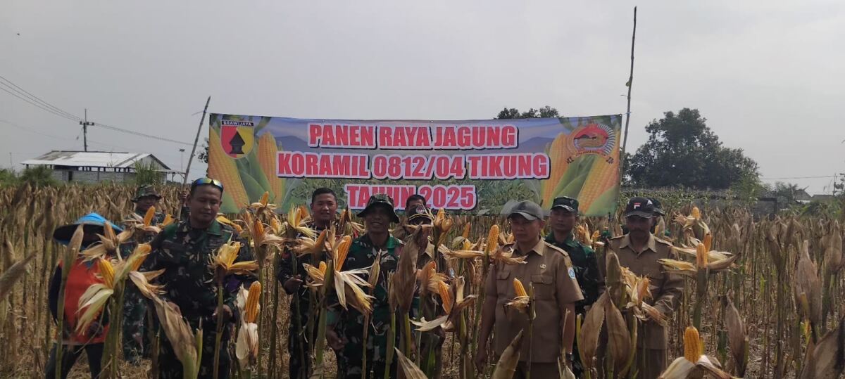 Anggota Koramil 0812/04 Tikung Bersama PPL dan Petani Laksanakan Panen Jagung, Upaya Dukung Ketahanan Pangan.