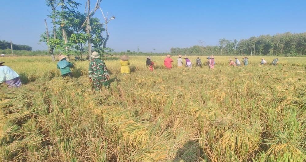 Dukung Ketahanan Pangan, Anggota Koramil 0812/24 Sukorame Bantu Poktan Ngudi Tani Panen Padi