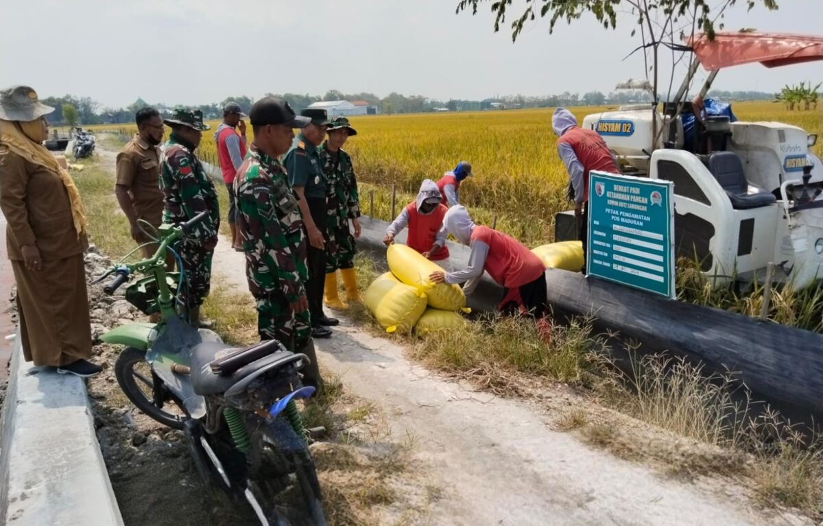 Dukung Ketahanan Pangan, Koramil 0812/16 Maduran Laksanakan Pendampingan Petani Pasca Panen Padi PMJ 01.