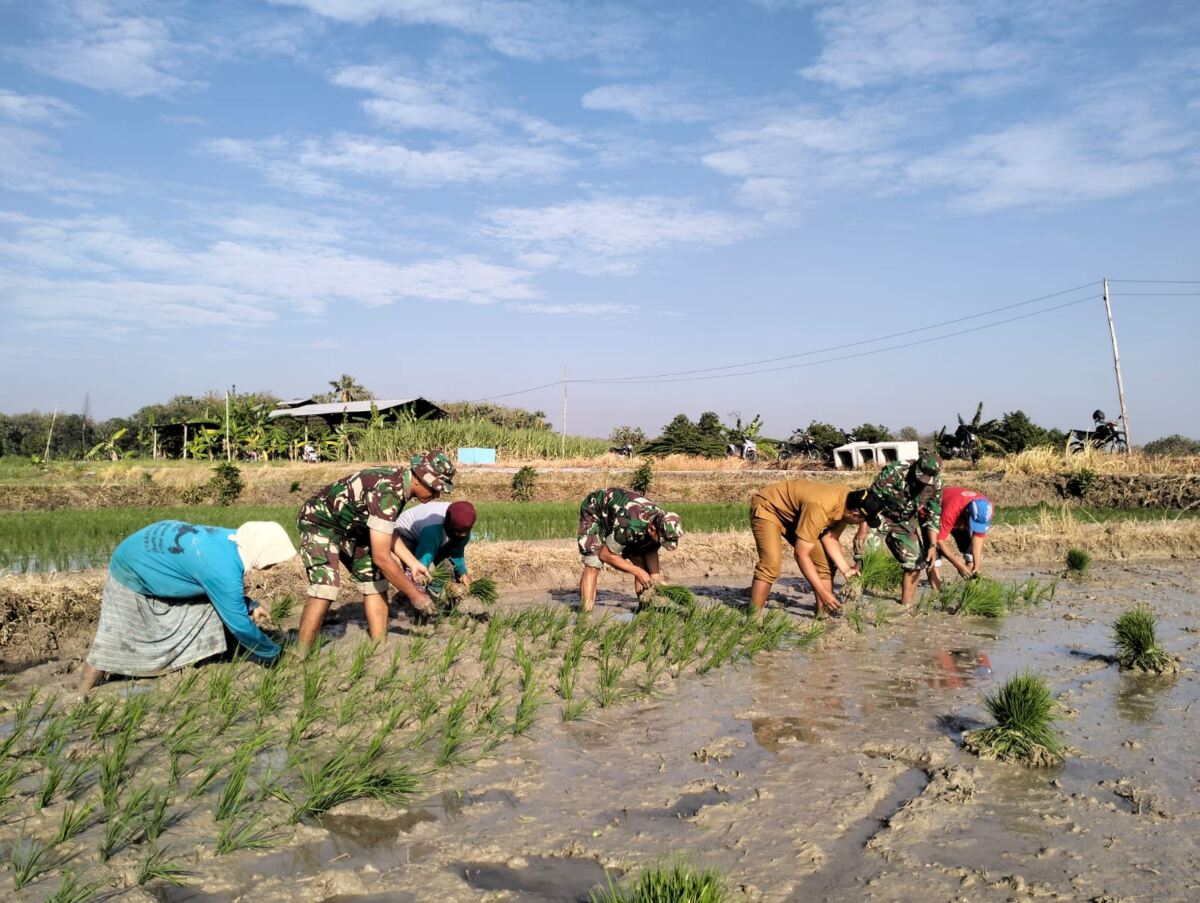 Dukung Ketahanan Pangan, Koramil 0812/09 Mantup Bersama Perangkat Desa dan Poktan Laksanakan Tanam Padi Varietas Unggul PMJ 01