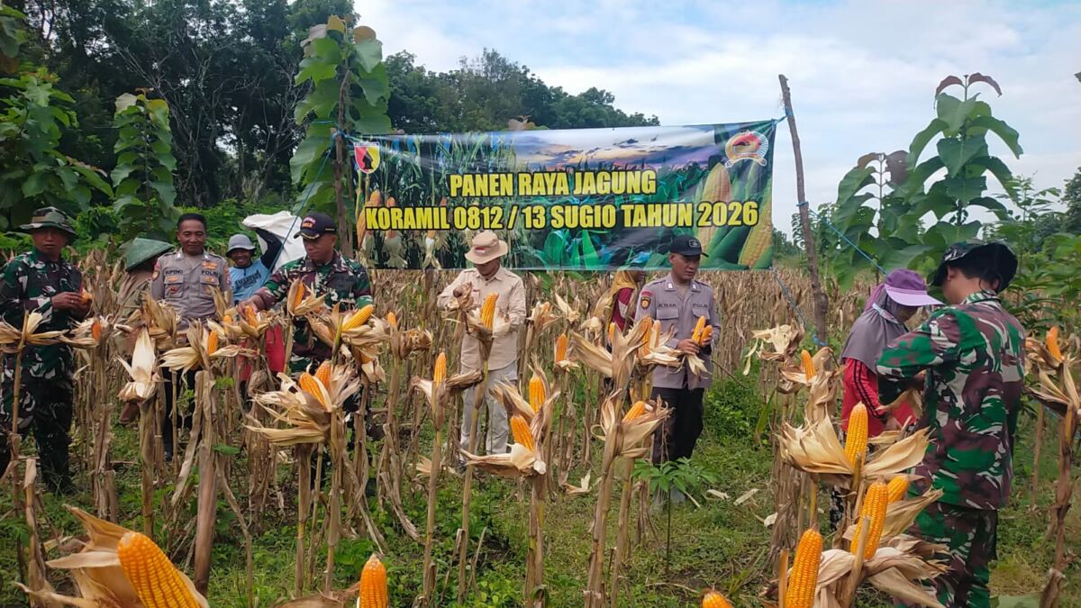 Dukung Ketahanan Pangan, Koramil 0812/13 Sugio dan Muspika Gelar Panen Raya Jagung di Desa Gondanglor