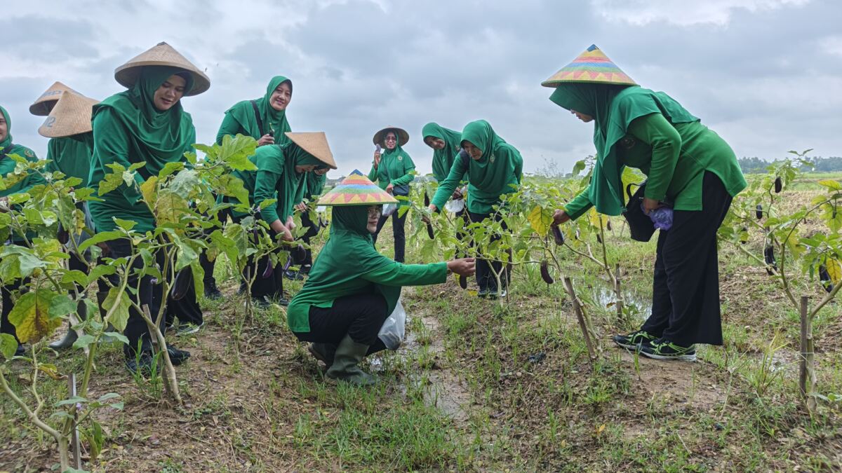 Persit KCK Cabang XXVII Dim 0812 Lamongan Panen Raya di Kampung Pangan Terpadu.
