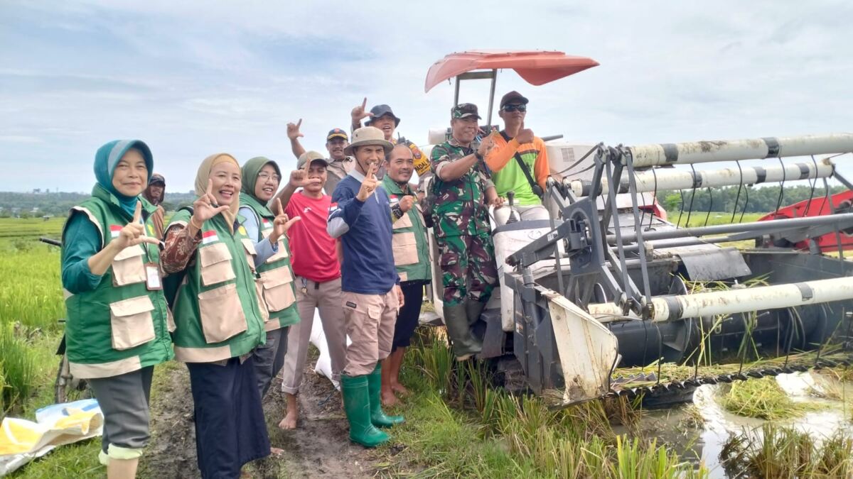 Danramil 0812/06 Ngimbang Pimpin Panen Raya Padi di Desa Munungrejo, Wujud Dukung Ketahanan Pangan.