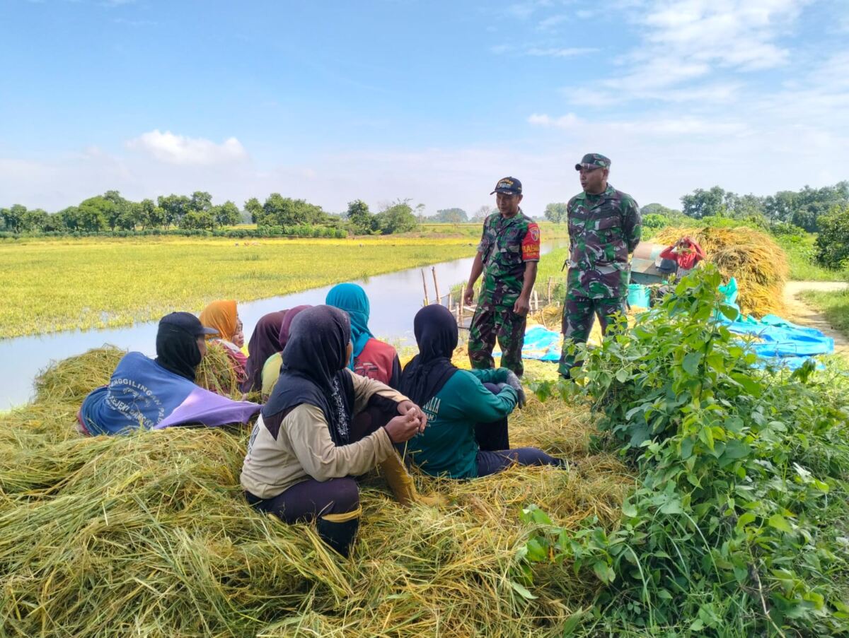 Dukung Ketahanan Pangan, Babinsa Koramil 0812/25 Sarirejo Terjun Langsung Dampingi Petani di Gempoltukmloko