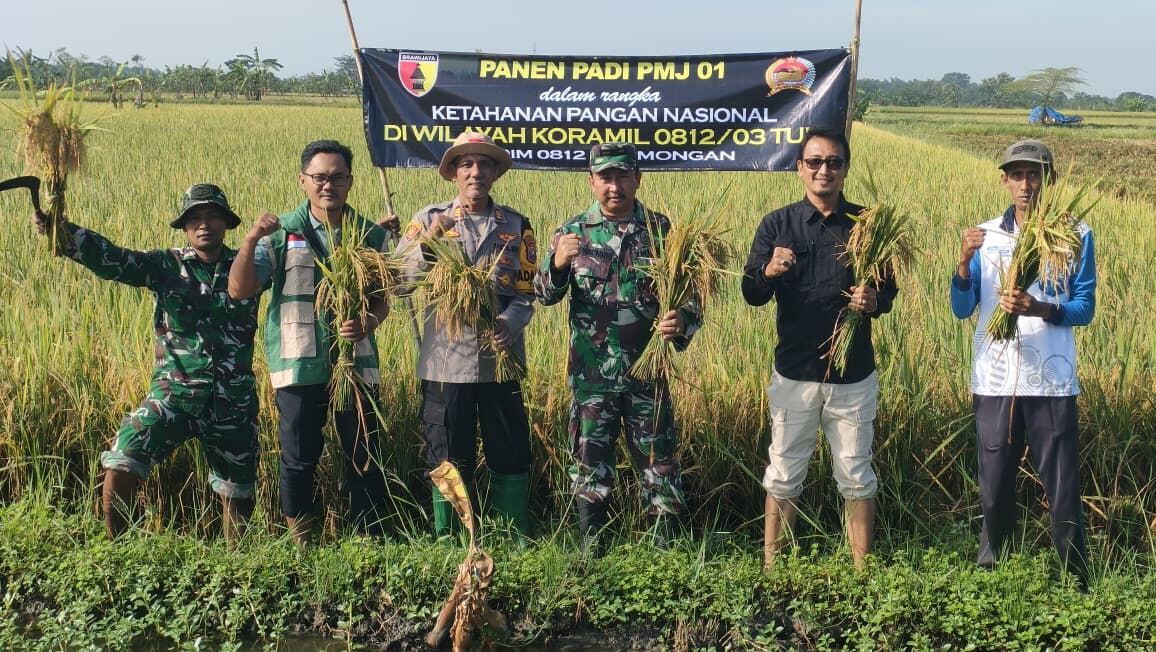 Dukung Ketahanan Pangan, Koramil 0812/03 Turi Sukseskan Panen Raya Padi PMJ 01 di Geger