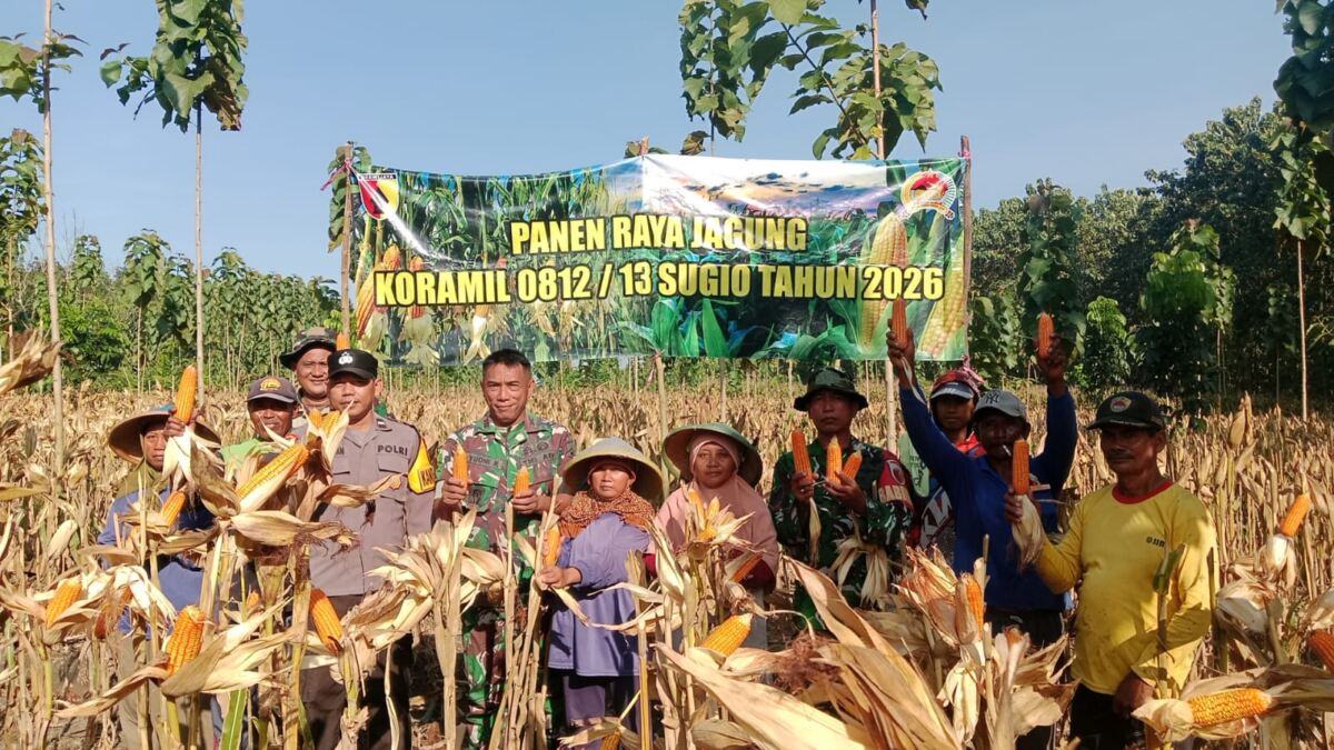 Dukung Ketahanan Pangan, TNI Bersama Petani Gelar Panen Raya Jagung di Gondanglor